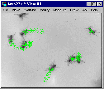 Ant Tracking Image Sequence